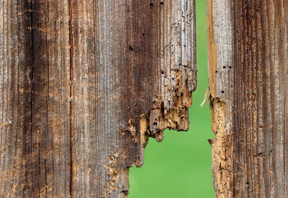 The Ultimate Guide To Wood Rot Emperor Paint